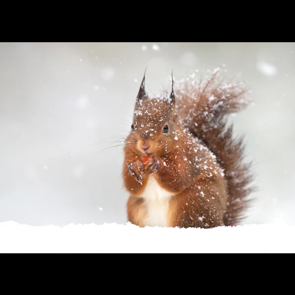 Red Squirrel in Snow