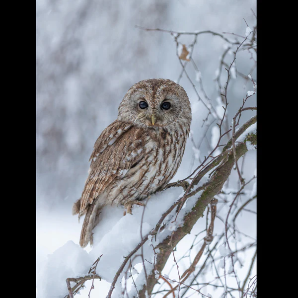 Tawny Owl