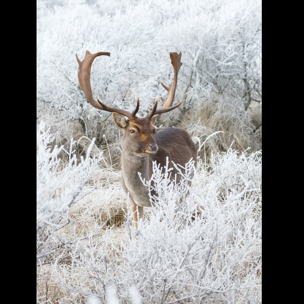 Fallow Deer in the Frost